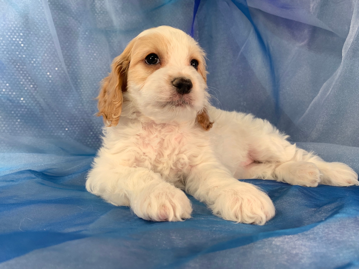 Female White and Apricot Cockapoo Puppy For Sale In Iowa DOB 12-20-2020 $1200